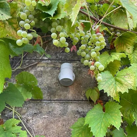 Szálloda Zum Gruenen Baum