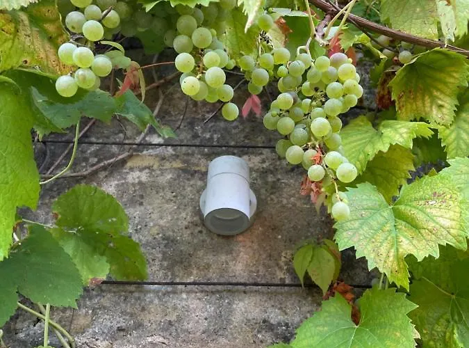 Hotell Zum Gruenen Baum